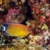damsel_princess_shag_h_0705_png0951.jpg